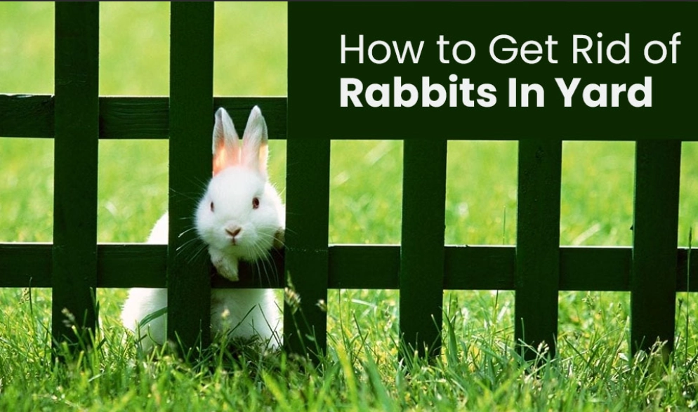 how to keep rabbits out of garden