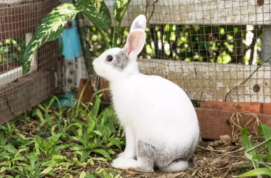 protect garden from rabbits