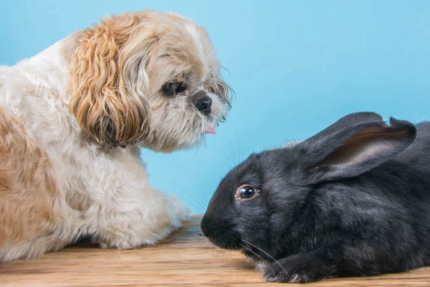 rabbit dog companionship