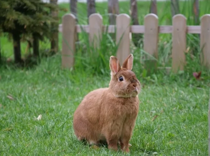 rabbit care while on vacation