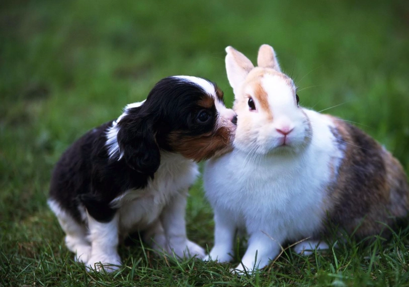 rabbit and dog together