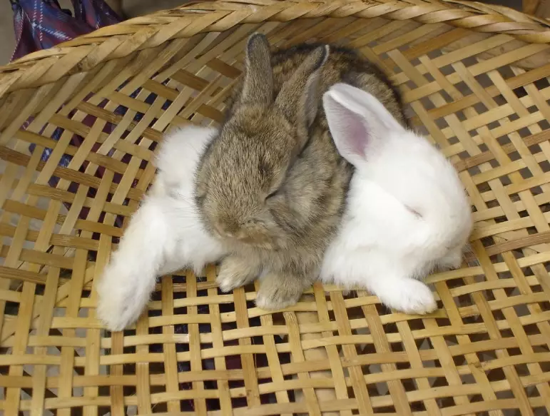 rabbit body language rabbit body language