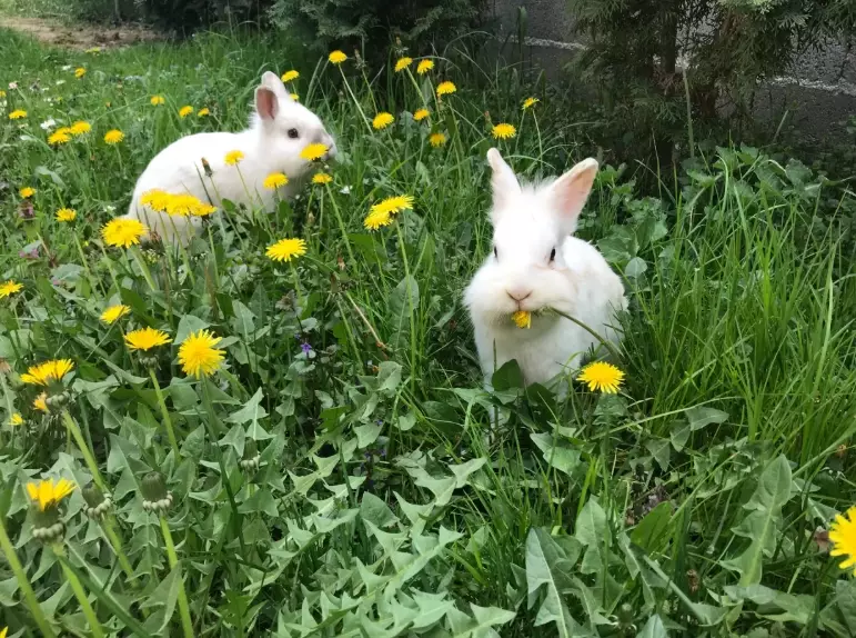 rabbit repellent natural