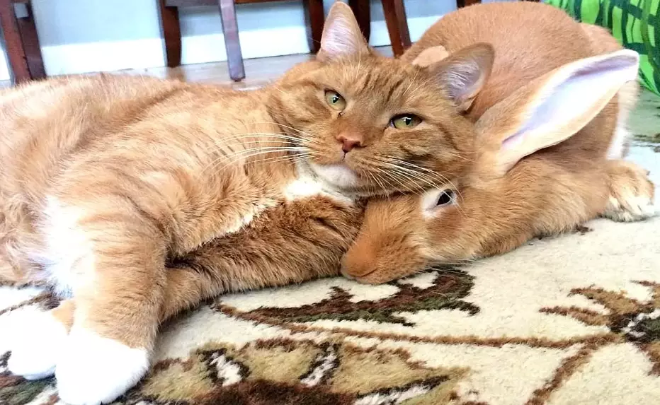can rabbits and cats live together