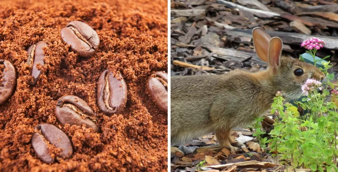 Do coffee grounds keep rabbits away?