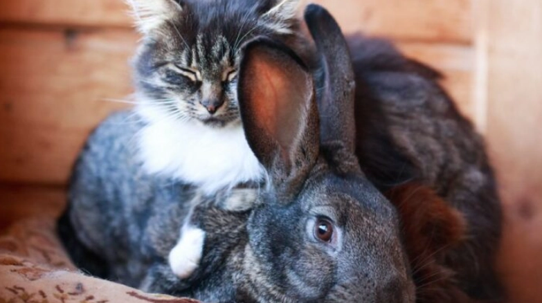 introducing a rabbit to a cat