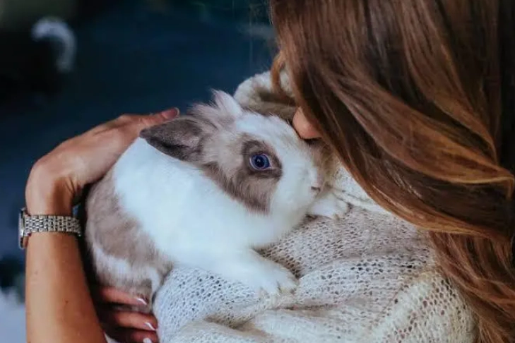 how to cuddle a rabbit how to cuddle a rabbit