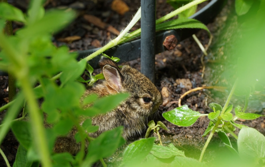 What is the cheapest way to keep rabbits out of your garden