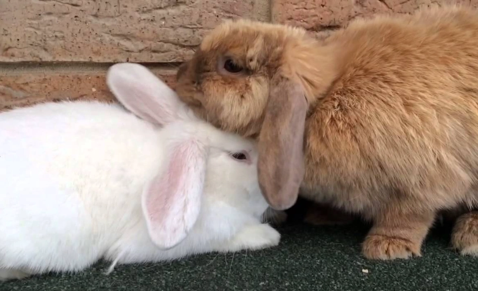 do rabbits like to be cuddled do rabbits like to be cuddled