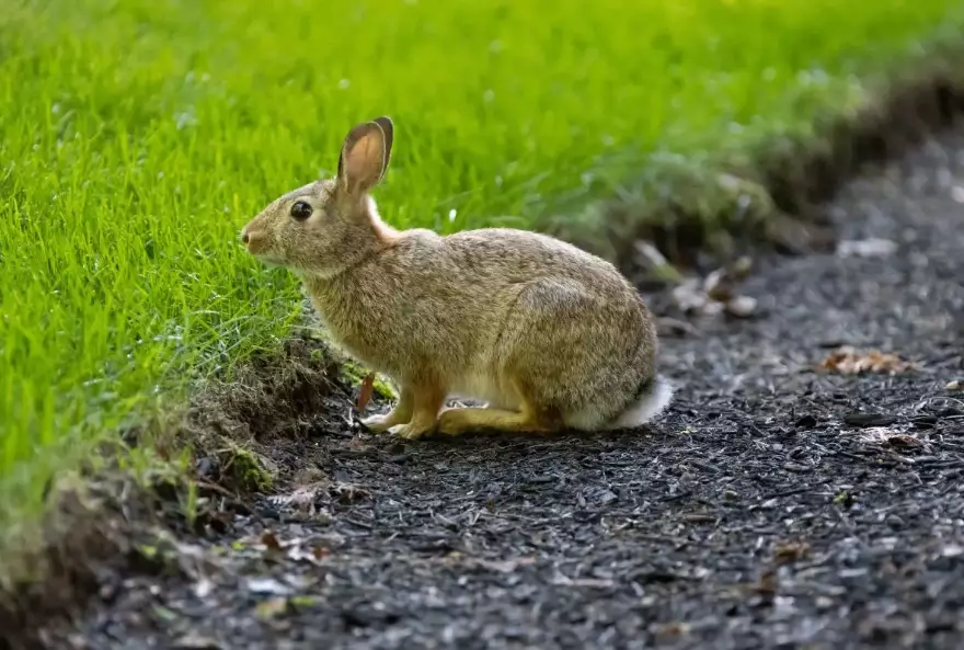 rabbit repellent natural
