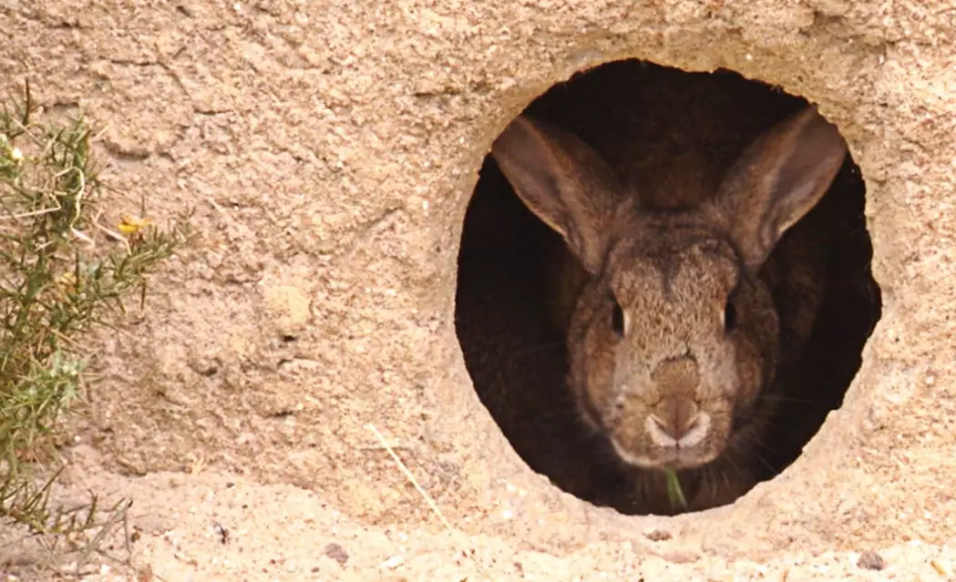 domestic rabbit burrowing behavior