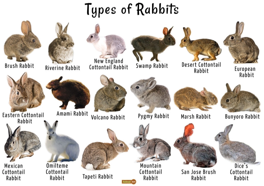 rabbit habitats