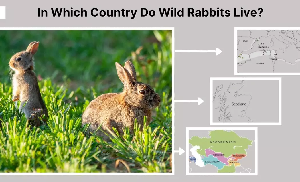 pet rabbit ownership by country pet rabbit ownership by country