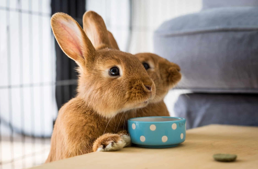 outdoor rabbit hutch
