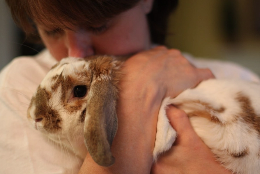 how to bond with your rabbit how to bond with your rabbit