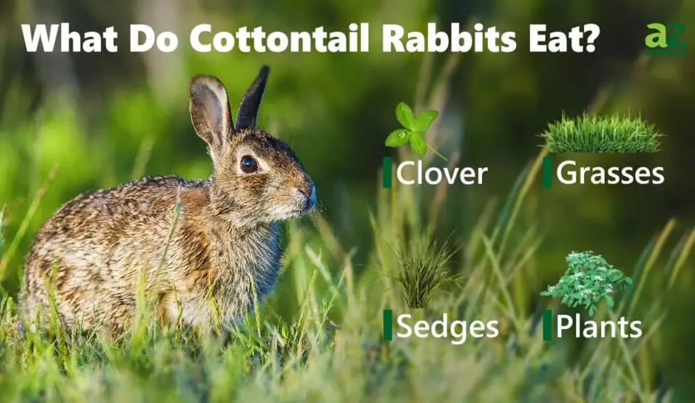 safe plants for rabbits safe plants for rabbits