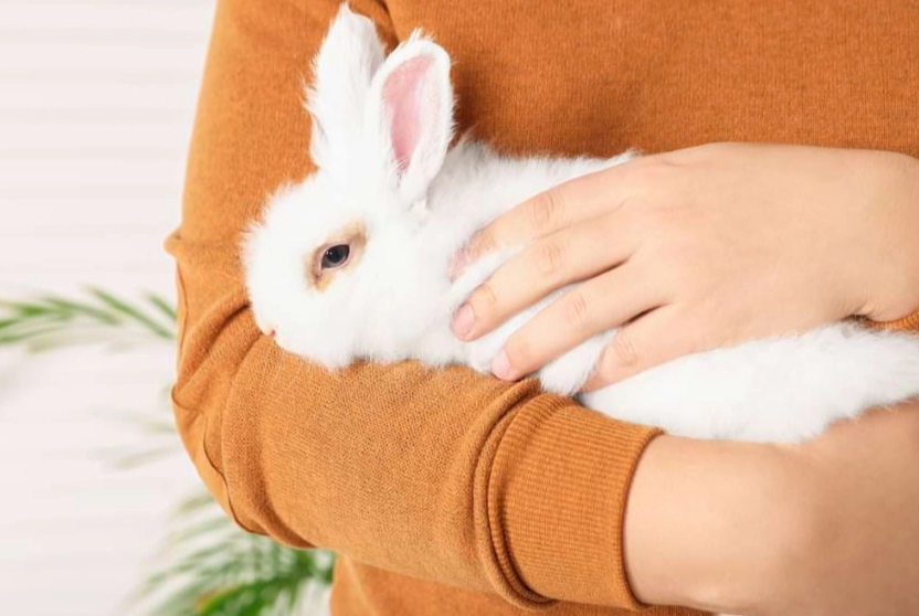 rabbit body language rabbit body language