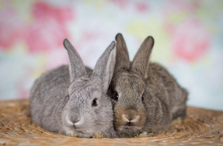 do rabbits like to be cuddled do rabbits like to be cuddled