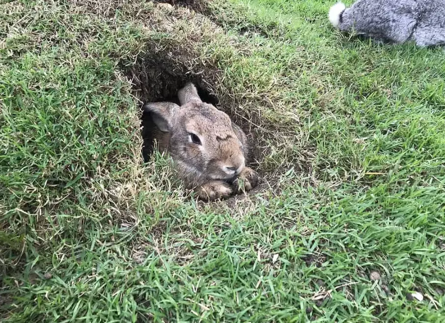 Rabbit lives in burrow