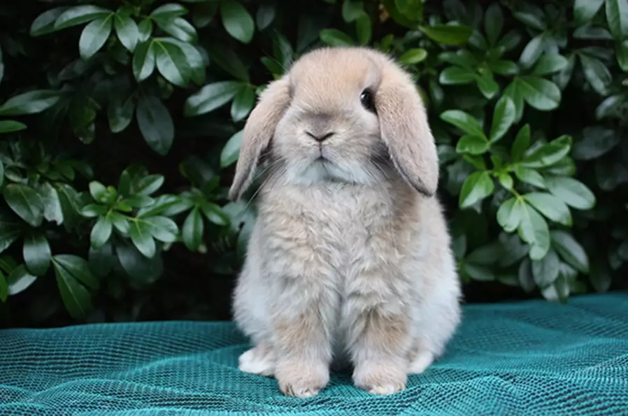 pet rabbit breeds