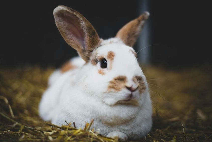 pet rabbit tips pet rabbit tips