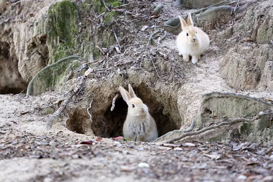 where do rabbits live