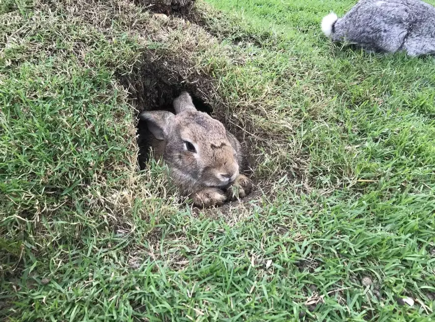 wild rabbit distribution