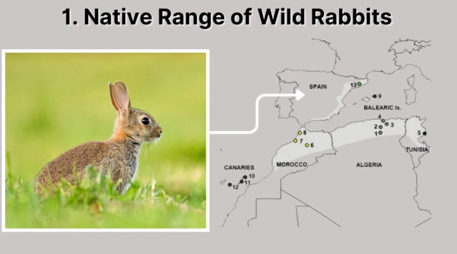 where do rabbits live