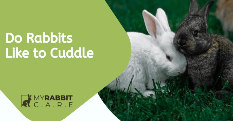 Do rabbits like to be cuddled?