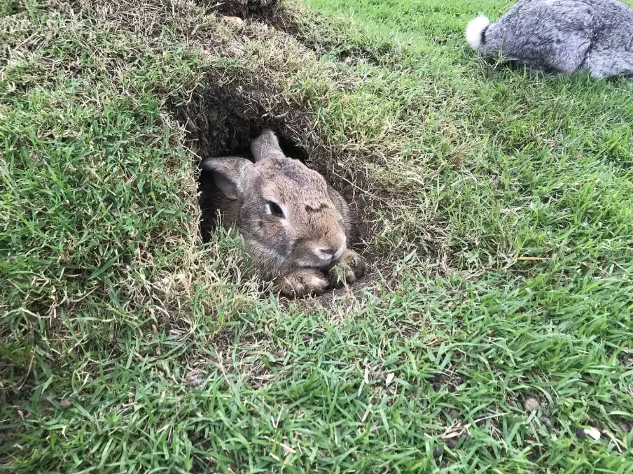 where do rabbits live