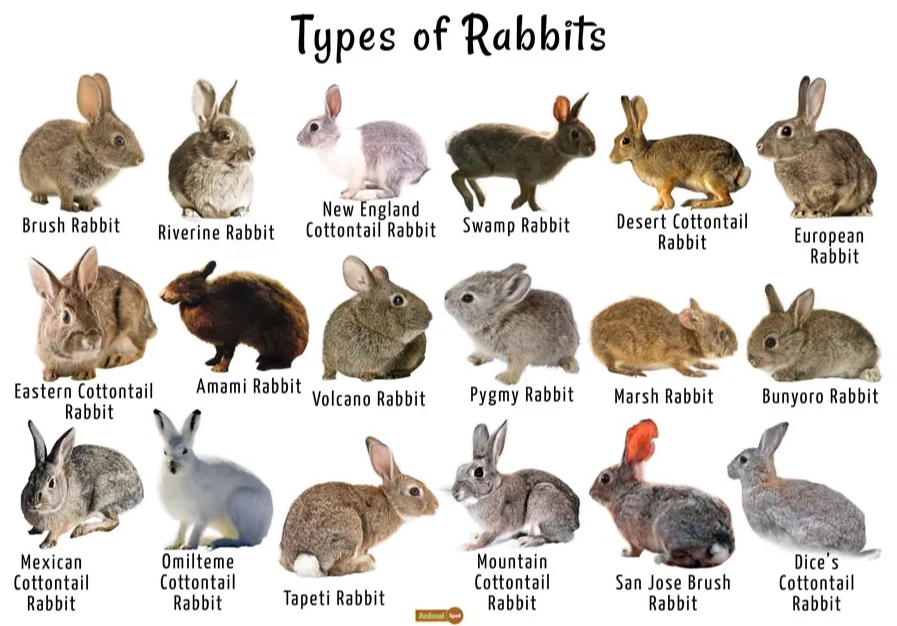 Bunny pet types