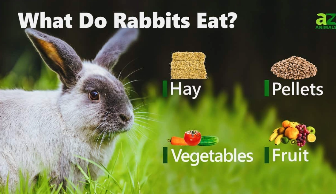 Where do rabbits eat