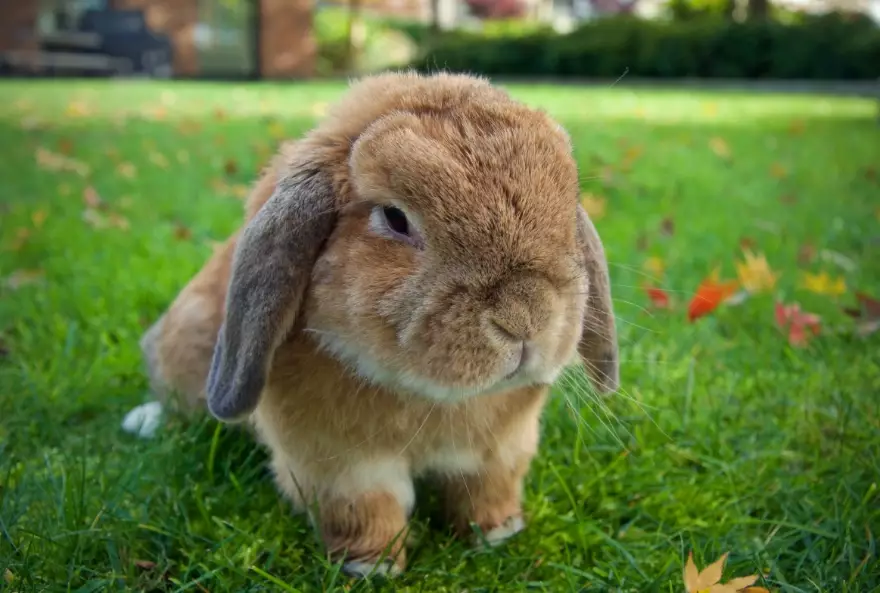 best rabbit breeds for pets best rabbit breeds for pets