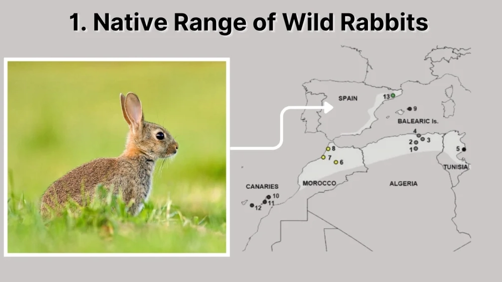 rabbit habitats by country rabbit habitats by country