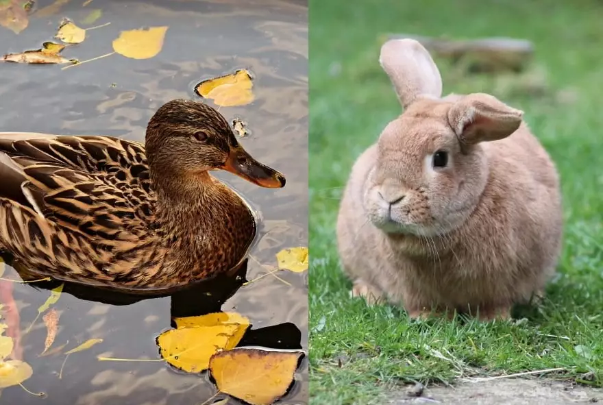 Does rabbit taste like duck