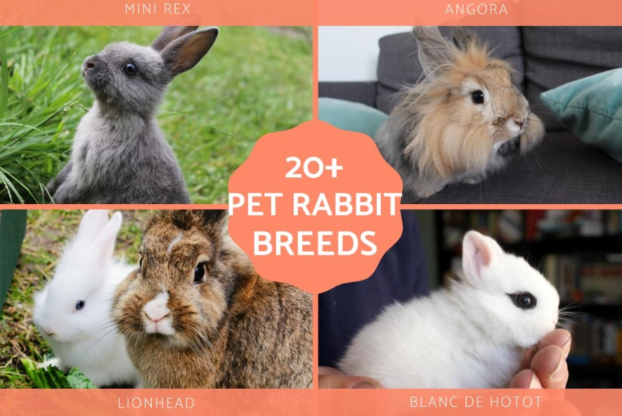 rabbit breed characteristics rabbit breed characteristics