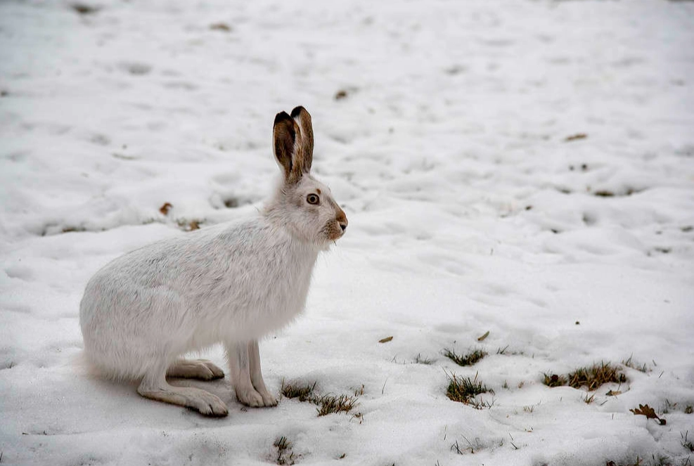 what do rabbits eat in winter