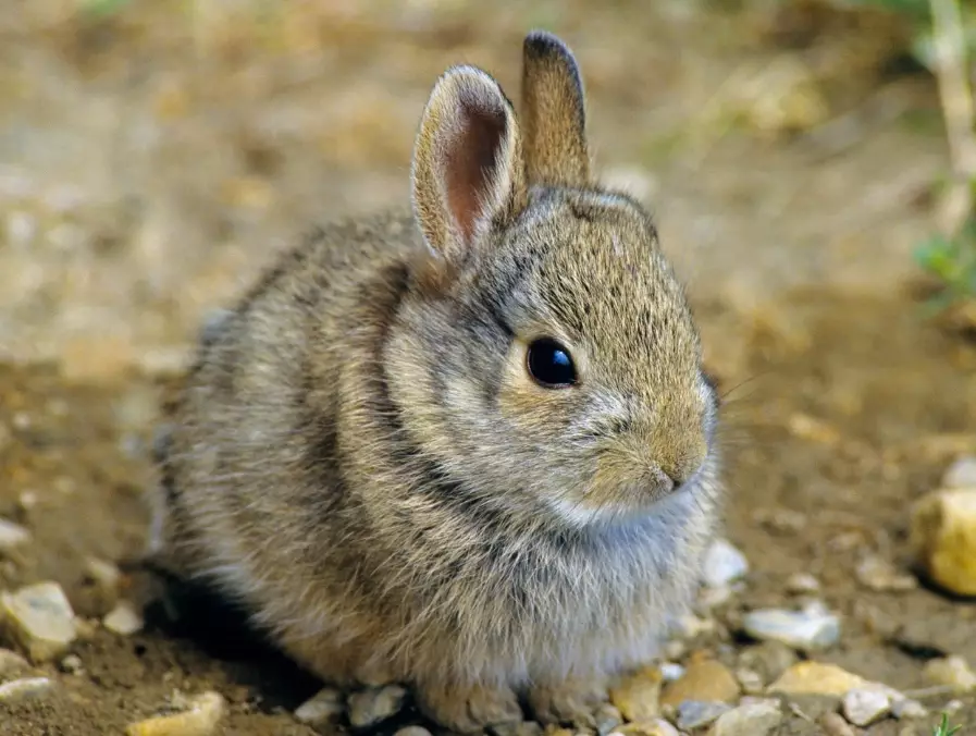 bunny vs rabbit difference bunny vs rabbit difference