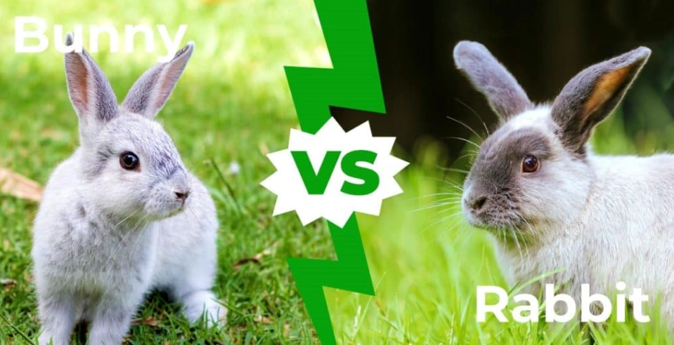 Rabbit difference bunny breed