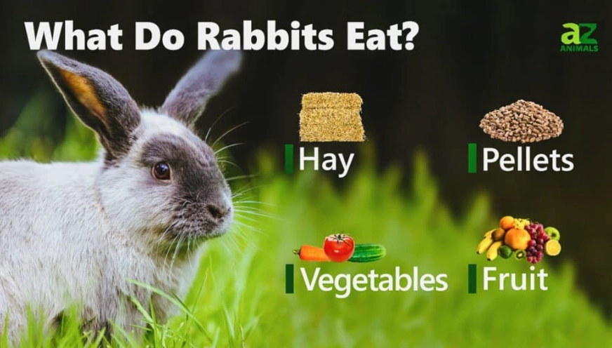 wild rabbit diet