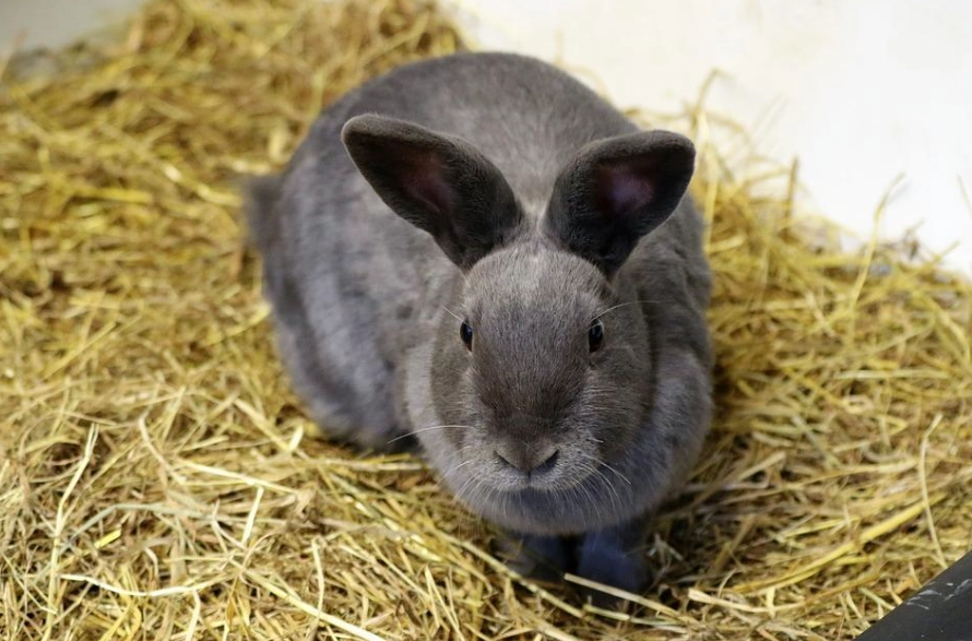 are rabbits good pets