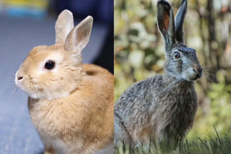 rabbit vs hare difference
