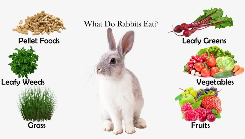 What do wild baby rabbits eat