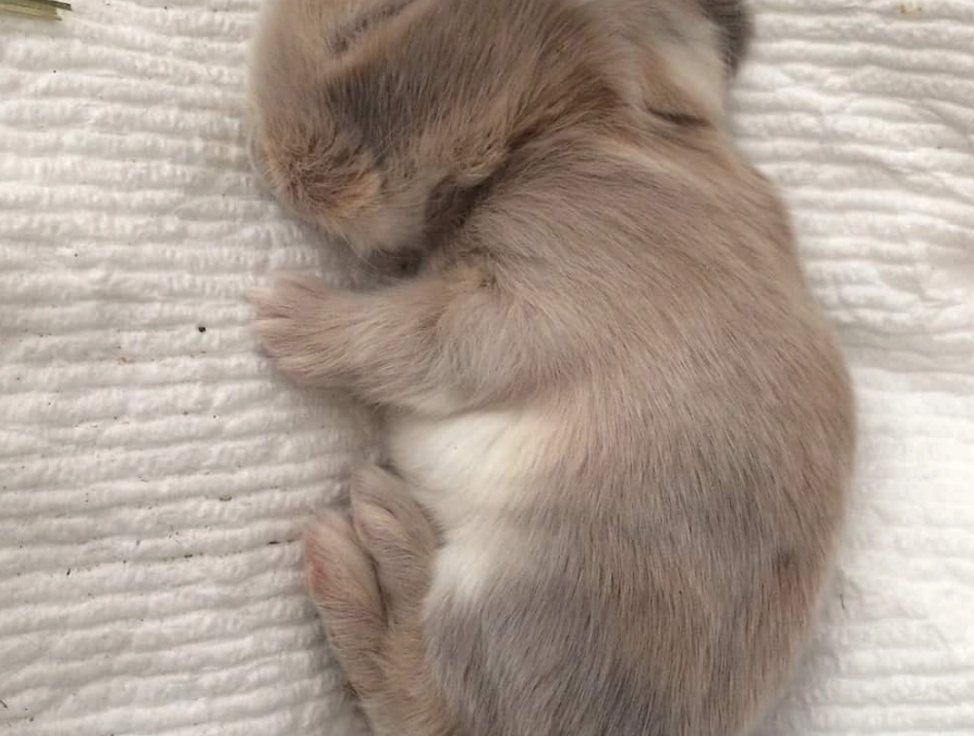 kitten vs bunny kitten vs bunny