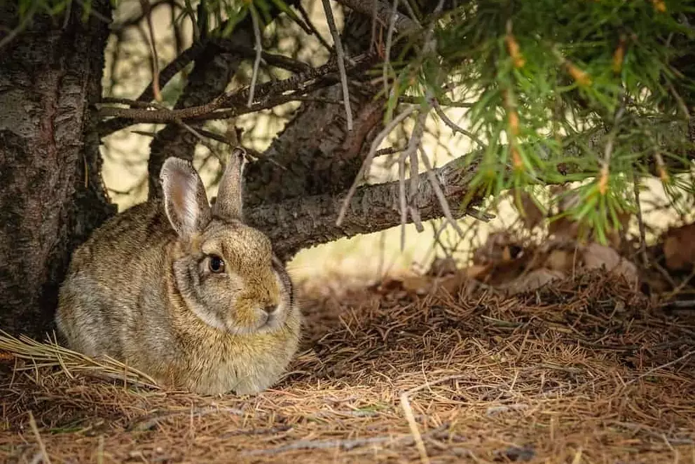 wild rabbit winter diet