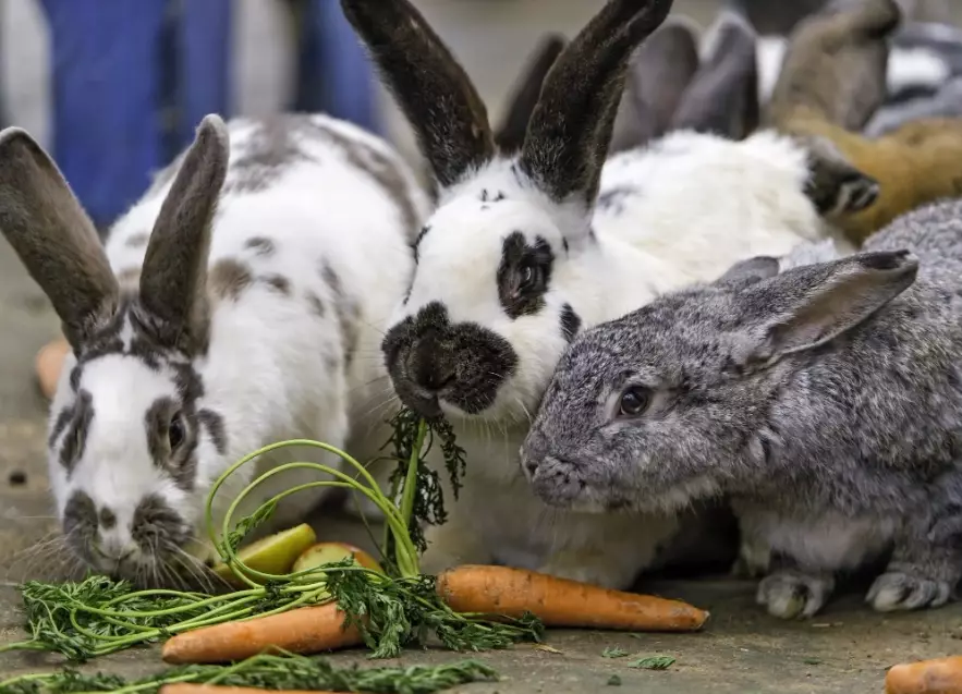 feeding wild rabbits safely