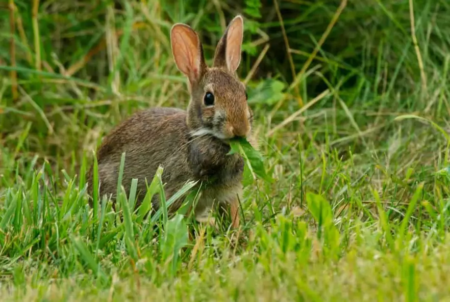 wild baby rabbit diet
