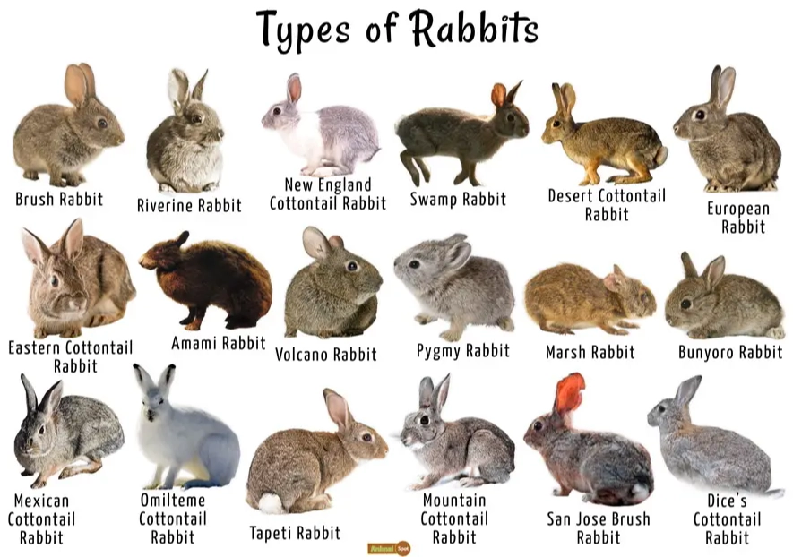 rabbit breeds guide rabbit breeds guide
