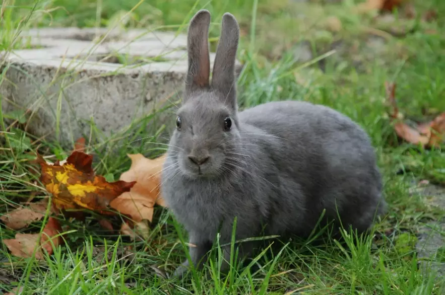 rabbits as pets cons