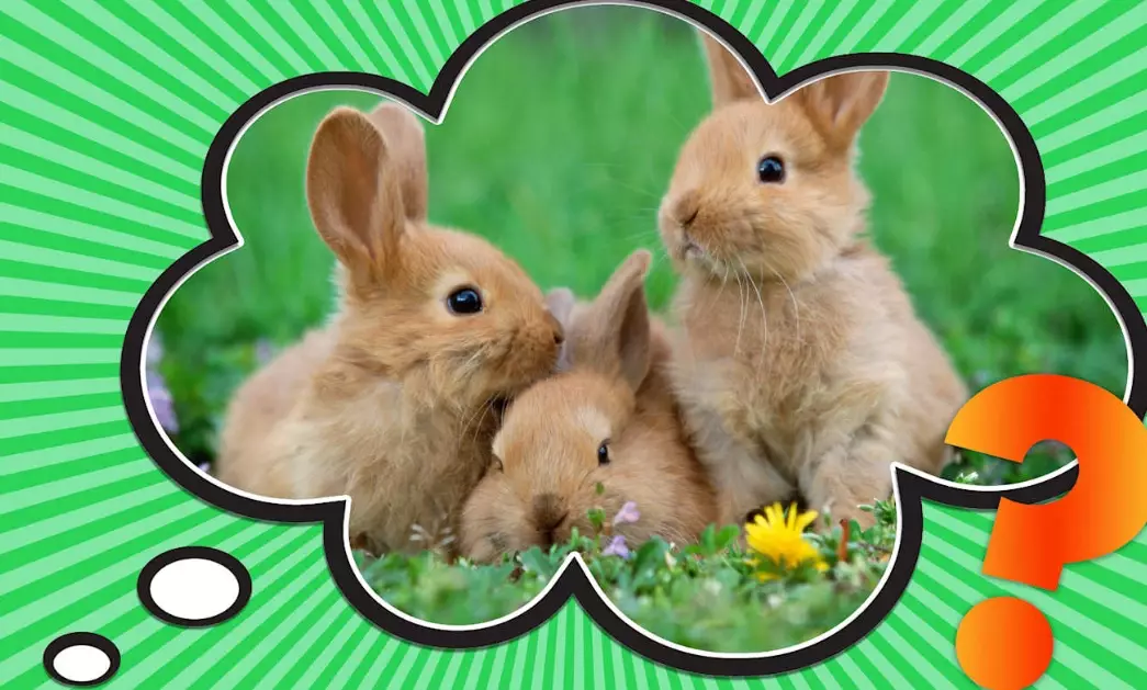 Why do people call rabbits bunnies?